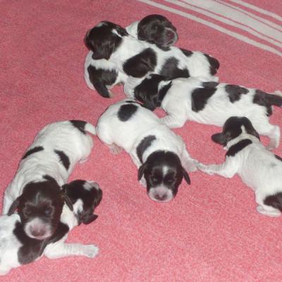 Wachtelhund Ru Litters A Puppies 3 027